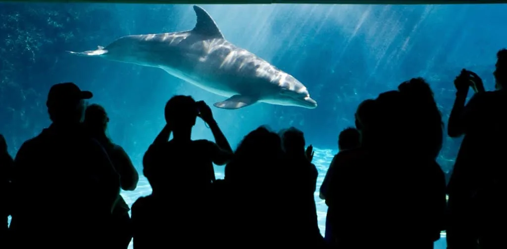 Visiting the Florida Aquarium is one of the best things to do in Tampa with kids