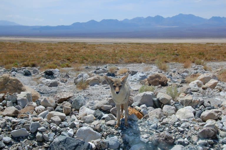 Death Valley Coyote