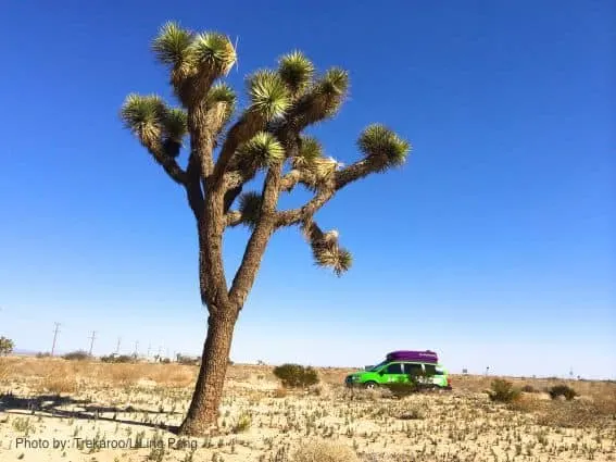 Jucy_Joshua Tree