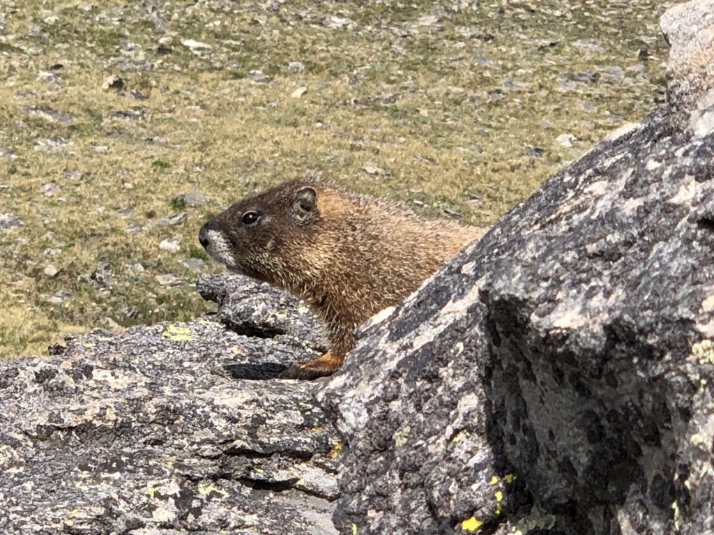 10 FUN Things To Do In Rocky Mountain National Park With Kids