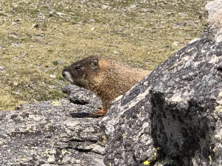 Rocky Mountain National Park Marmot