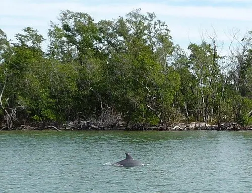 dolphin marco island photo