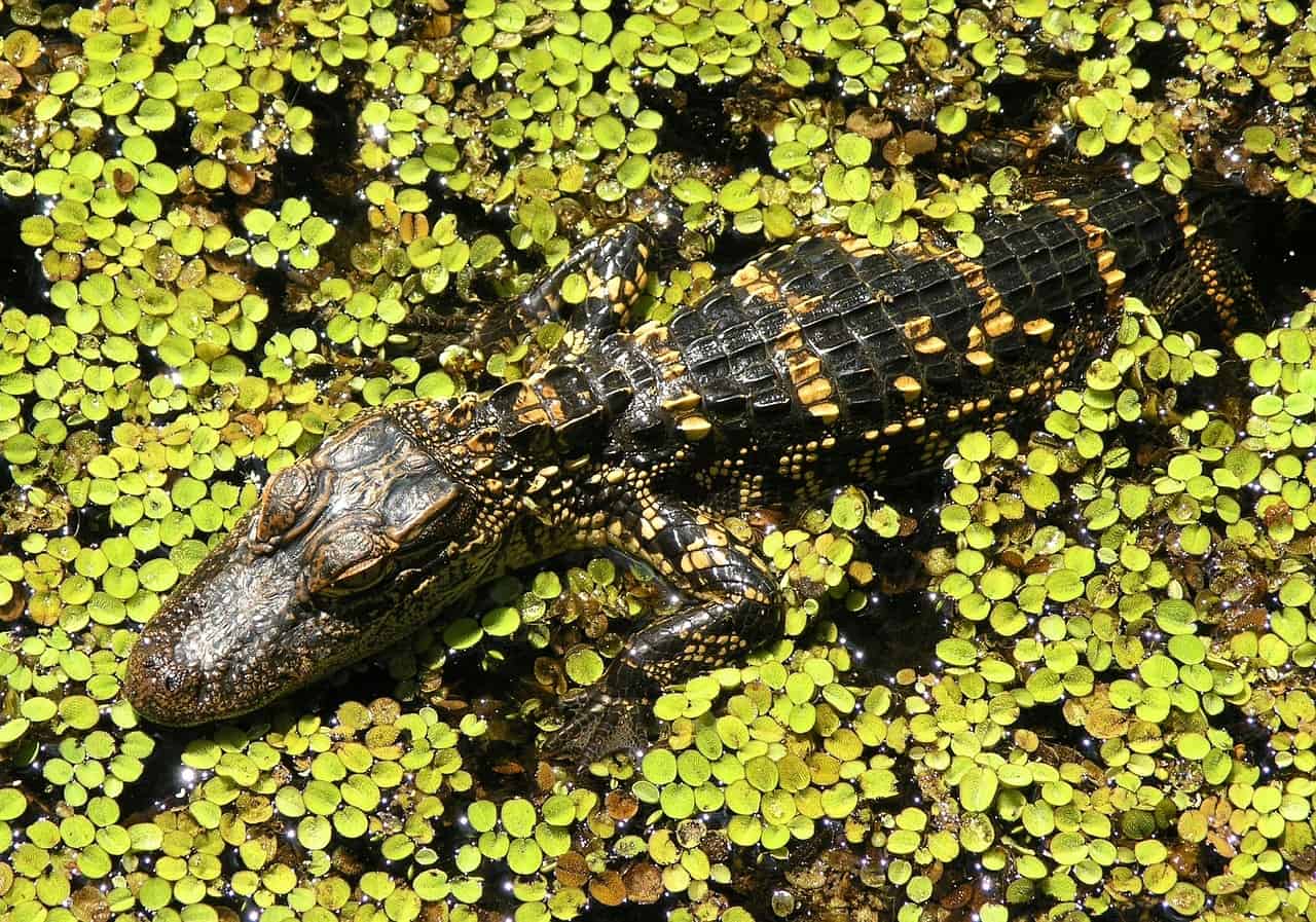 everglades alligator photo