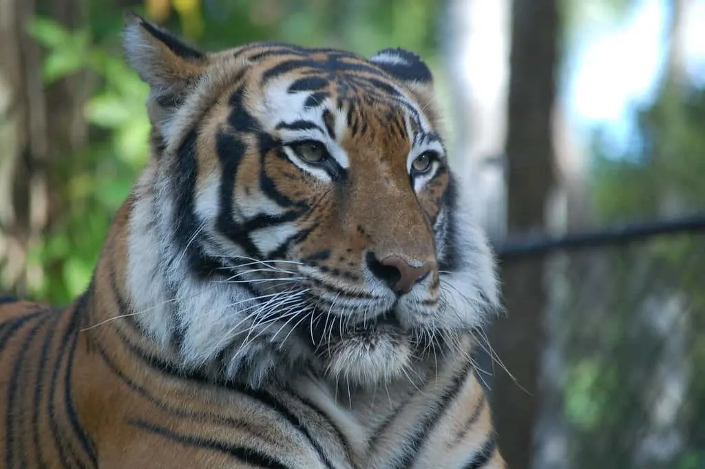 naples zoo tiger