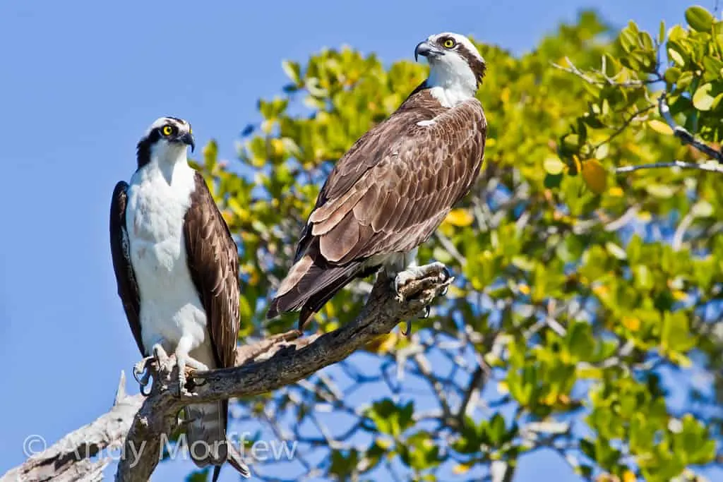 rookery bay naples photo