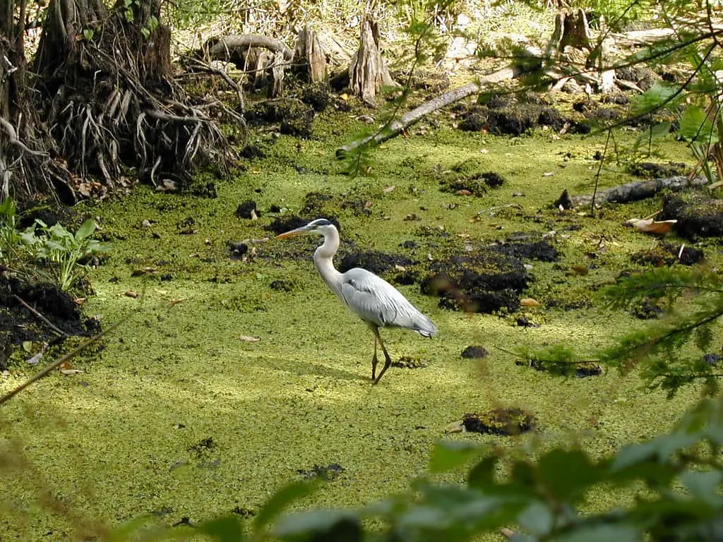 thing to do in Naples florida with kids include visiting corkscrew swamp 