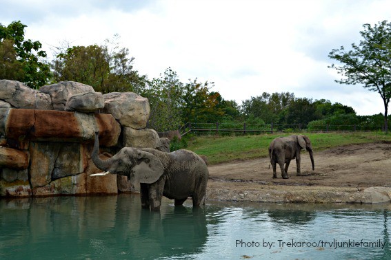 Indianapolis Zoo Elephants Kids