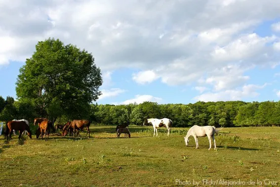 Catskills horses