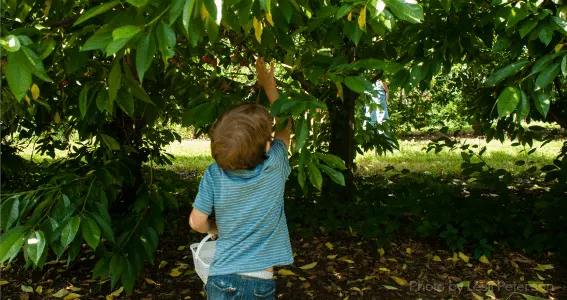 Mercier Orchard