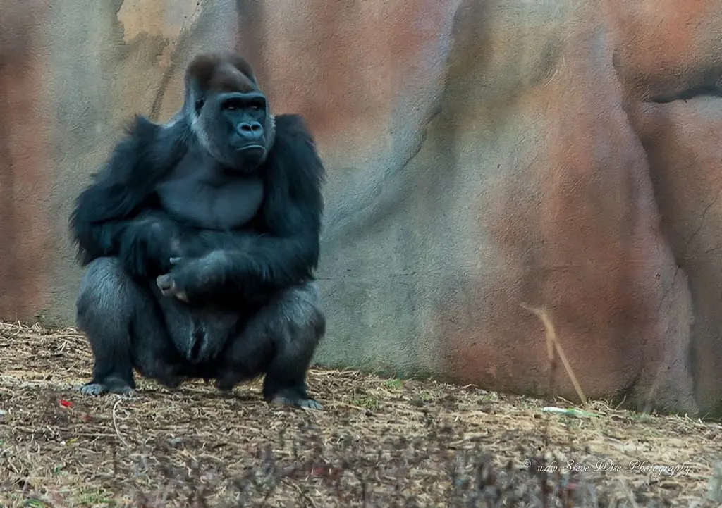 St louis Zoo photo