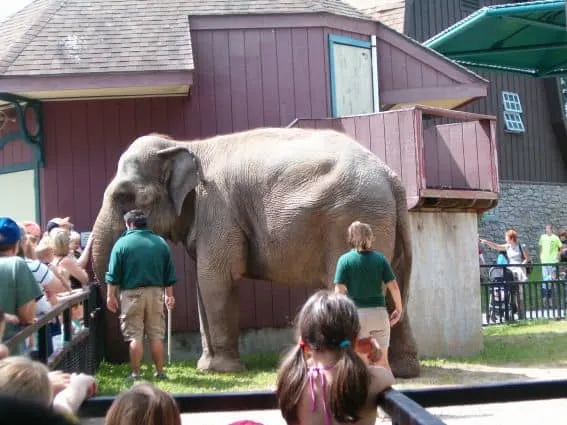 Asian_Elephant_at_Zoo Syracuse, NY