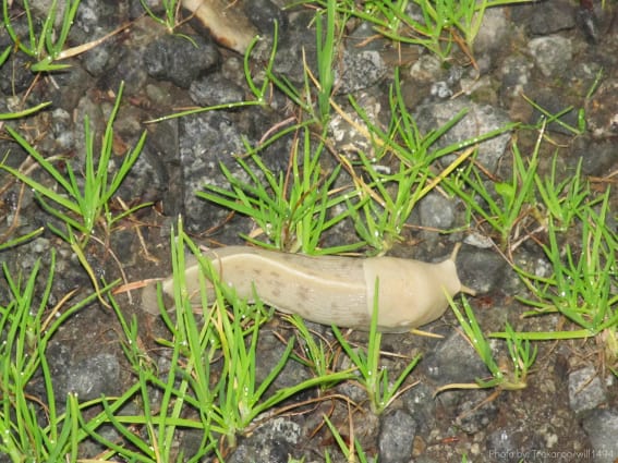 Banana Slug in the Temperate Rainforest