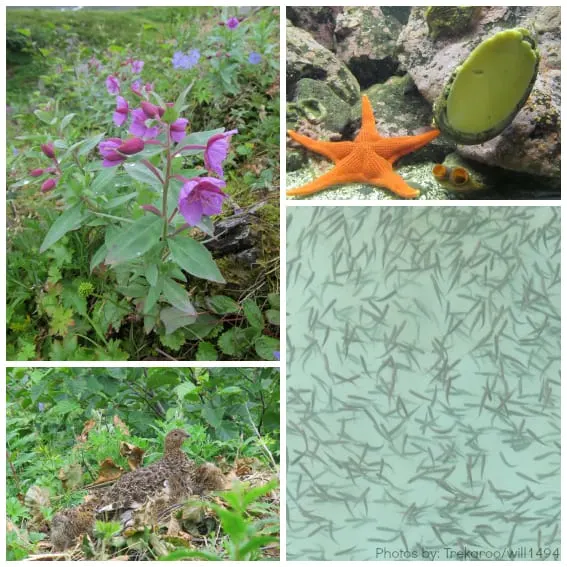 flora and fauna of southeast alaska