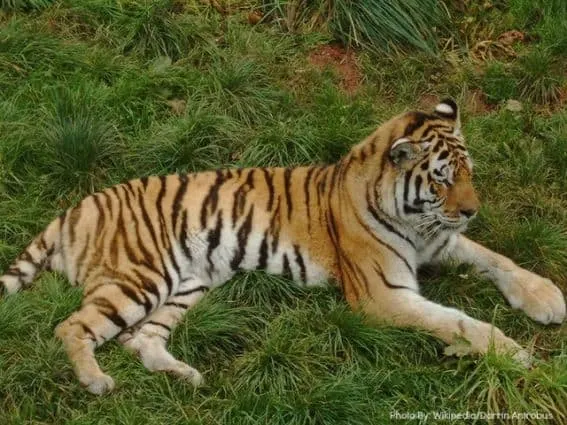 the wild animal park Syracuse, NY