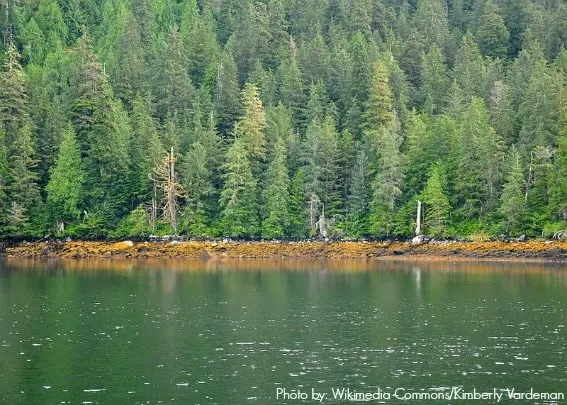 Misty_Fjords_temperate_rainforest_1