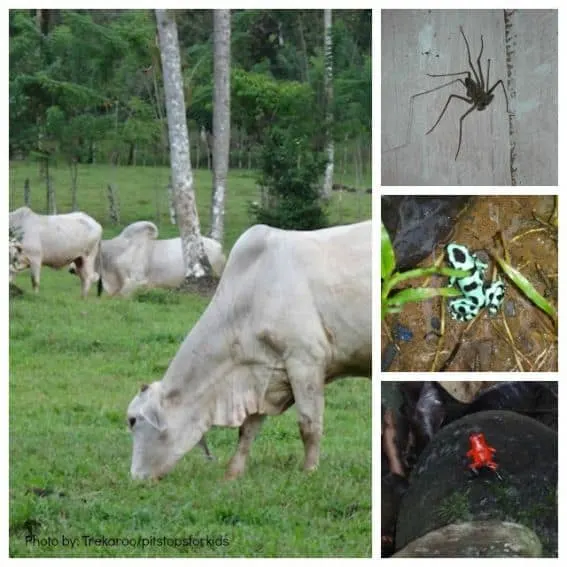 animals-in-costa-rica