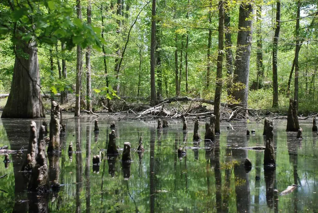 Natchez Trace is one of the fun things to do in Mississippi with kids