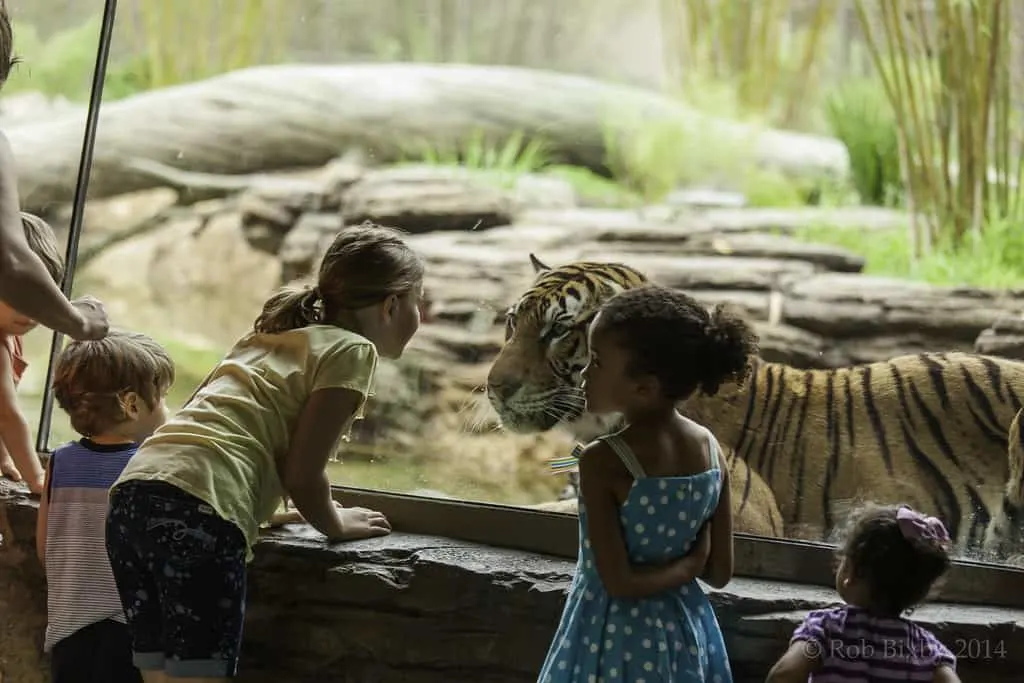 Jacksonville Zoo photo