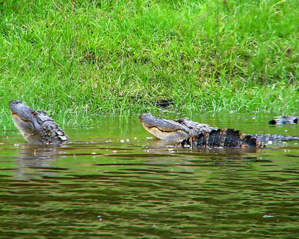 Noxubee National Wildlife Refuge photo