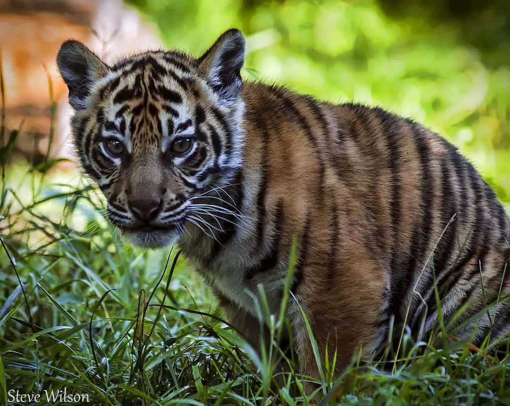baby tiger photo