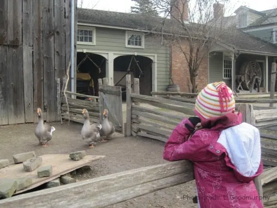 toronto-black creek pioneer village-barnyard animals