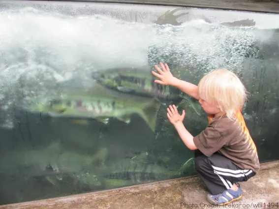 Macaulay Salmon hatchery