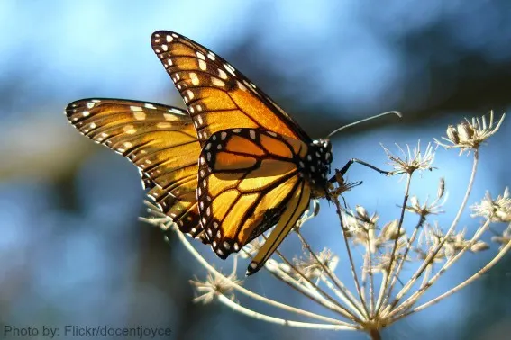 Pismo Butterflies Photo by: flickr/docentjoyce