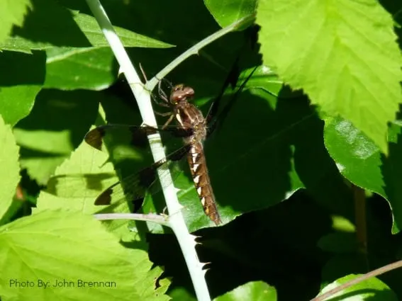 dragonfly