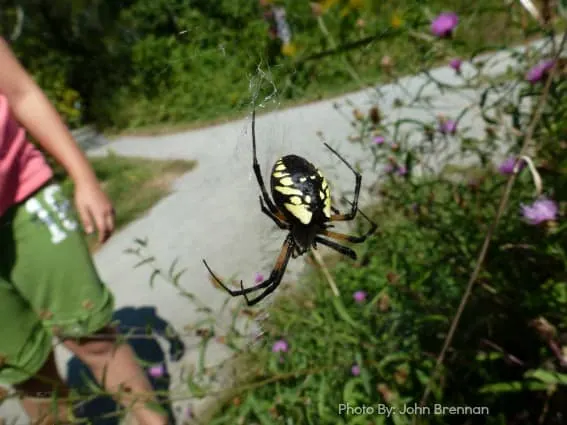 orbweaver