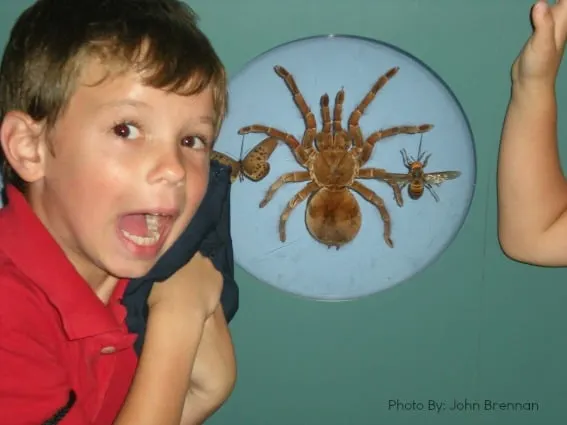 spiders at Smithsonian