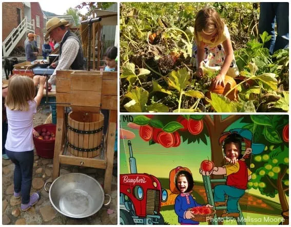 Apple Picking Pumpkin Patch Apple Cider Maryland