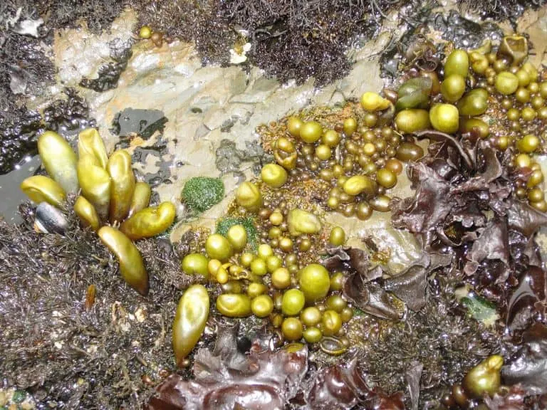 some of best tide pools in California can be found in Half Moon Bay
