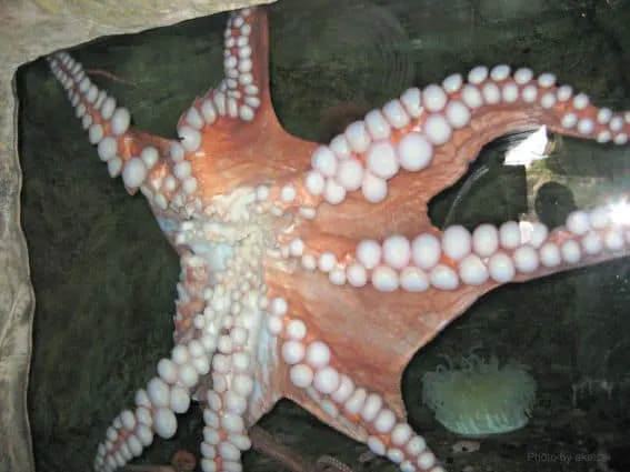 Oregon Coast Aquarium