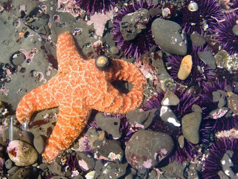 Best Tide Pools in California