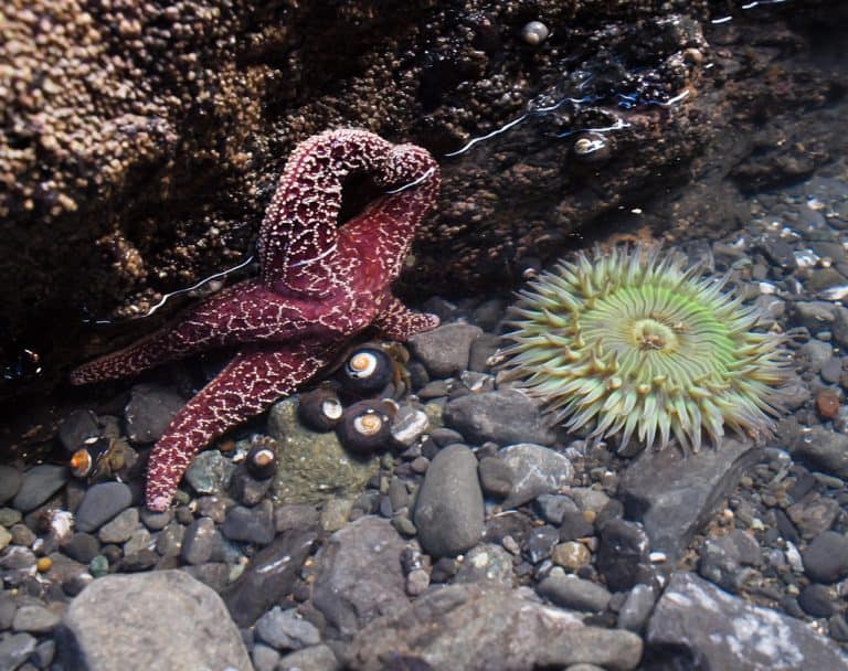 best tide pools in California Muir Beach