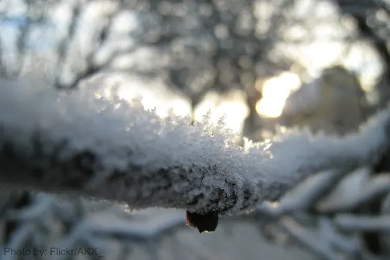 Snow Play Snowflake