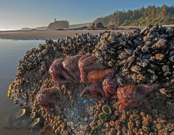 tidal pools olympic national park