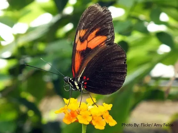 Butterfly World Fort Lauderdale