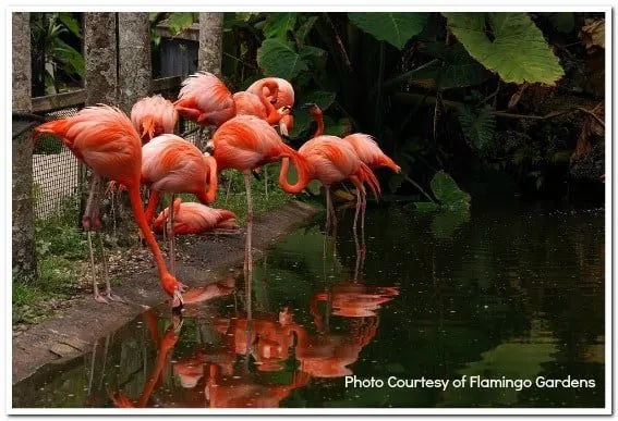 Flamingo Gardens