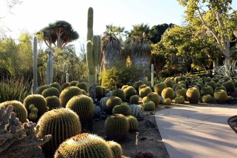 what-to-do-in-phoenix-with-kids-desert-botanical-museum