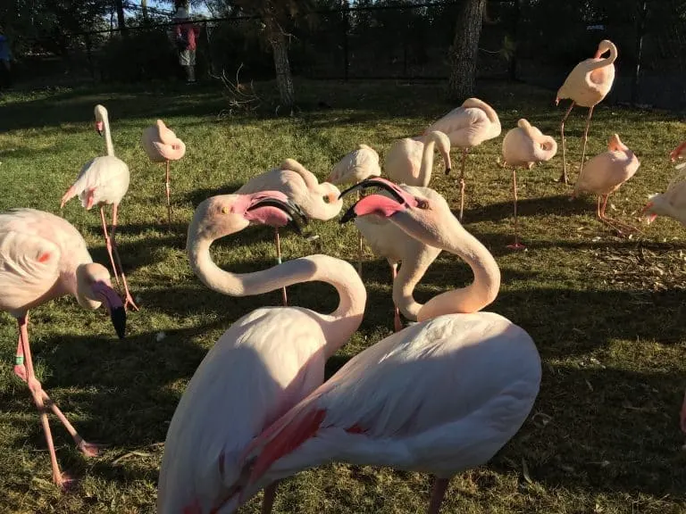 Flamingos at the Phoenix Zoo
