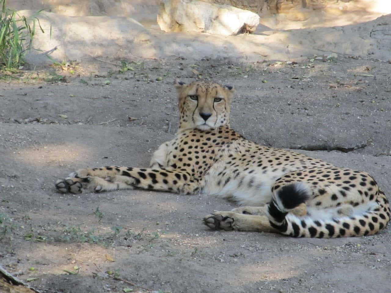 san antonio zoo cheetah 