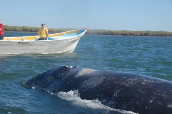 Whale watching Bahia Magdalena