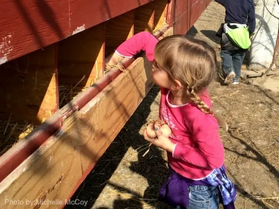 Gathering-Eggs-Jackson-Family-Farm-Trekaroo