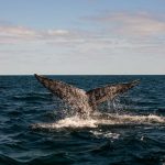 Bigstock/Full Whale Tail