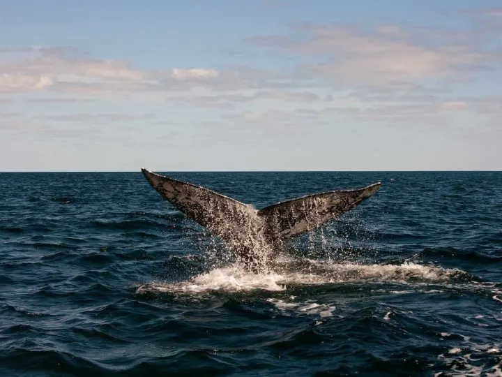Bigstock/Full Whale Tail