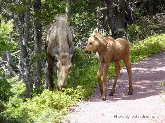 Moose on Swift Current Trail
