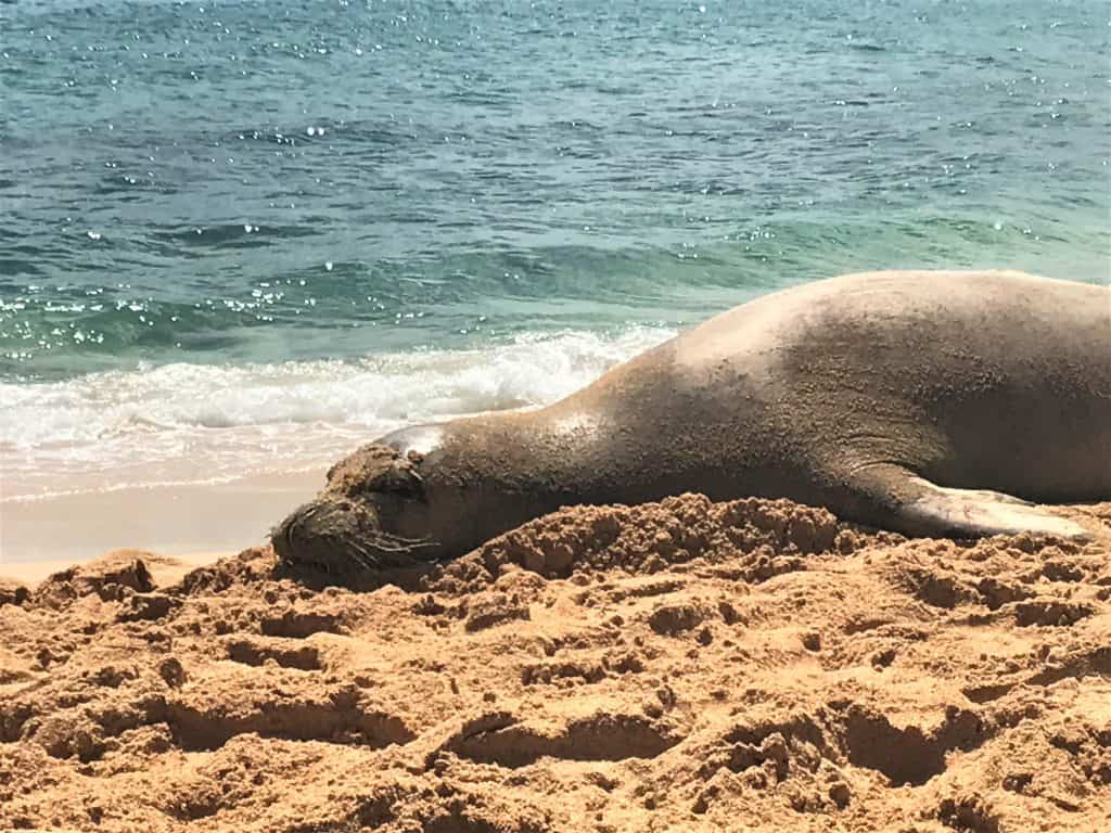 Hawaiian Monk Seal at Poipu Beach