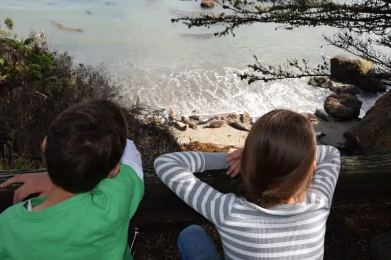 Kids Looking at Seals at Point Lobos 