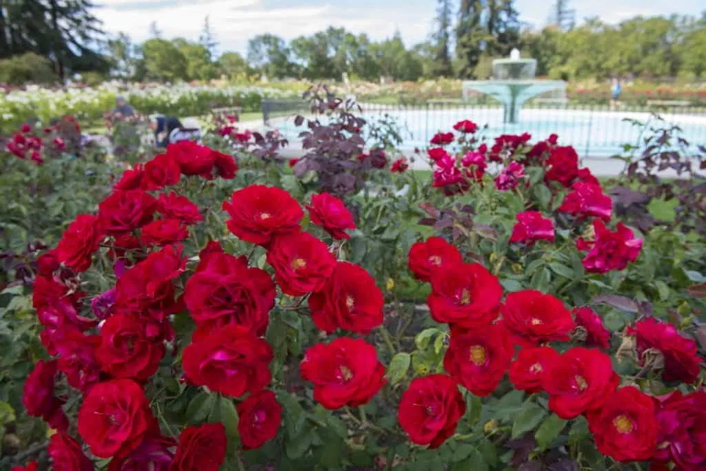 Fun Things to do in San Jose with Kids - The Rose Garden
